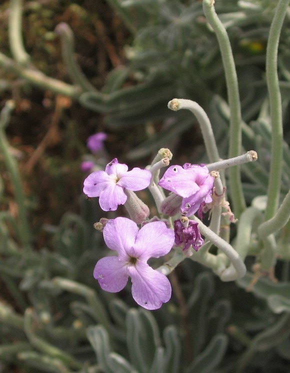 Matthiola incana ssp. melitensis e Hyoseris frutescens